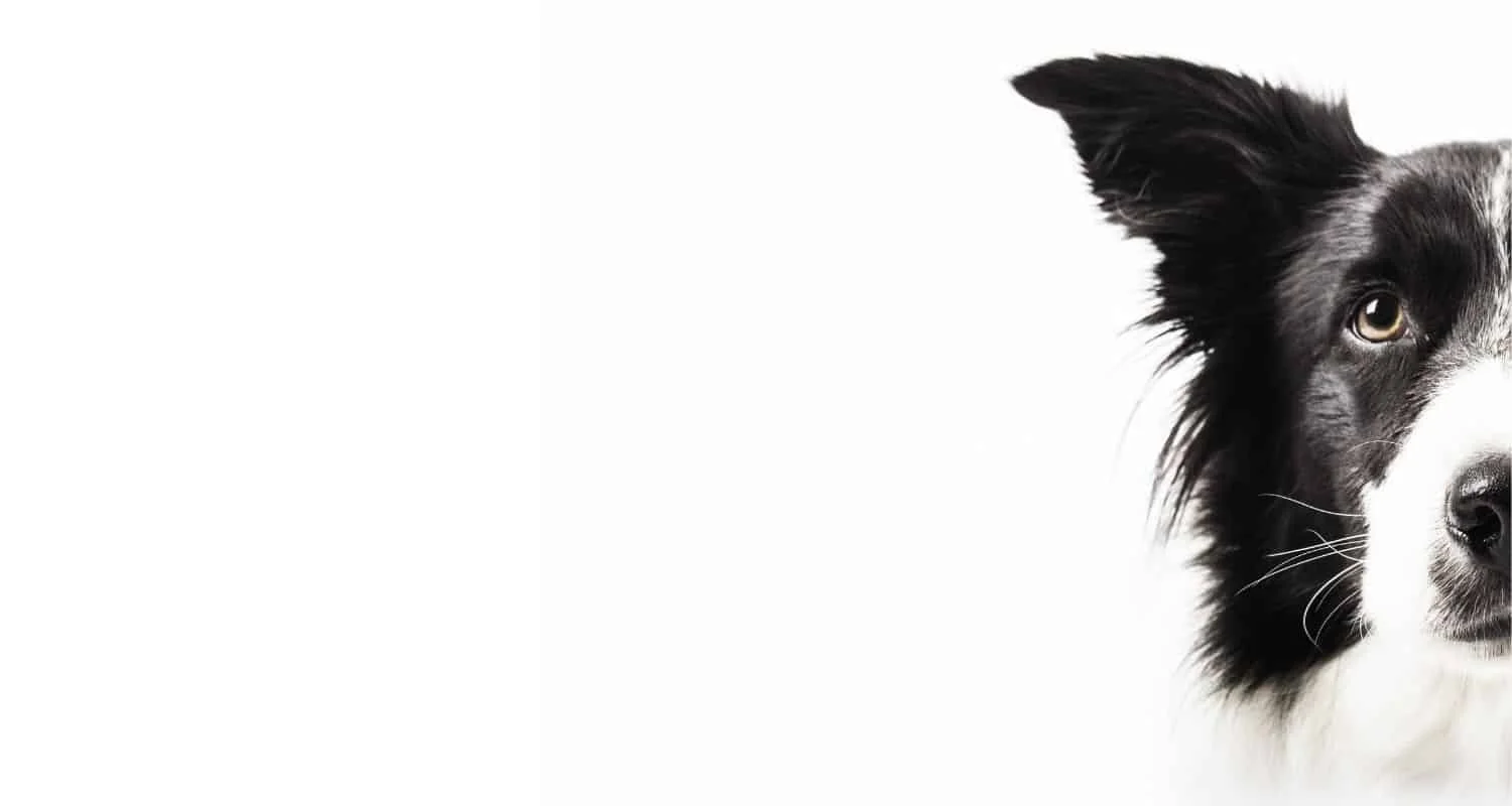 Dog side pet shop hot sale